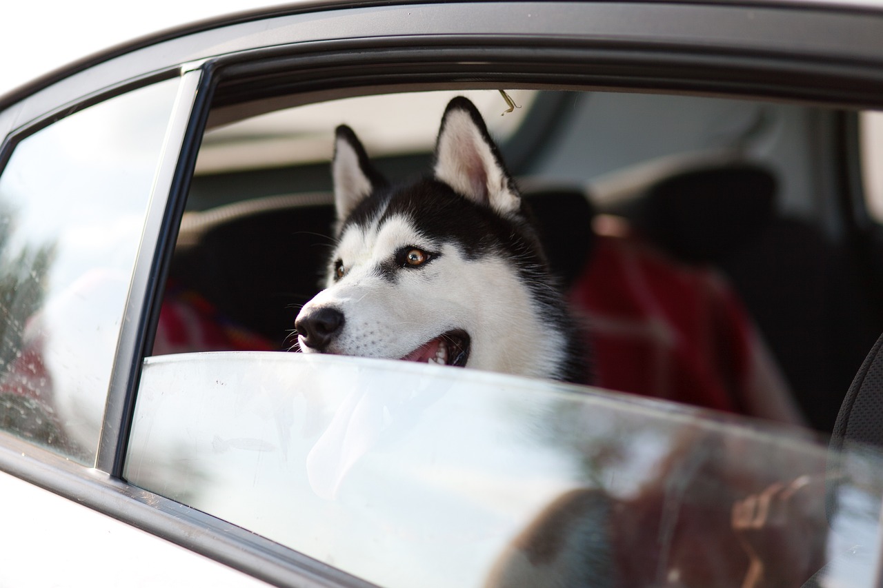 machine, dog, pet, window, trip, animal, husky