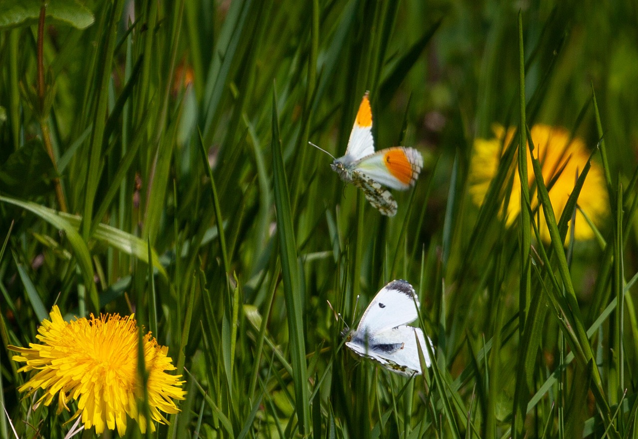 orange tip butterfly, male orange tip butterfly, female orange tip butterfly, orange tip, male, female, butterfly, couple, grass, nature, dandelion, garden, green, wing, butterflies, bloom, insect, green butterfly, green grass