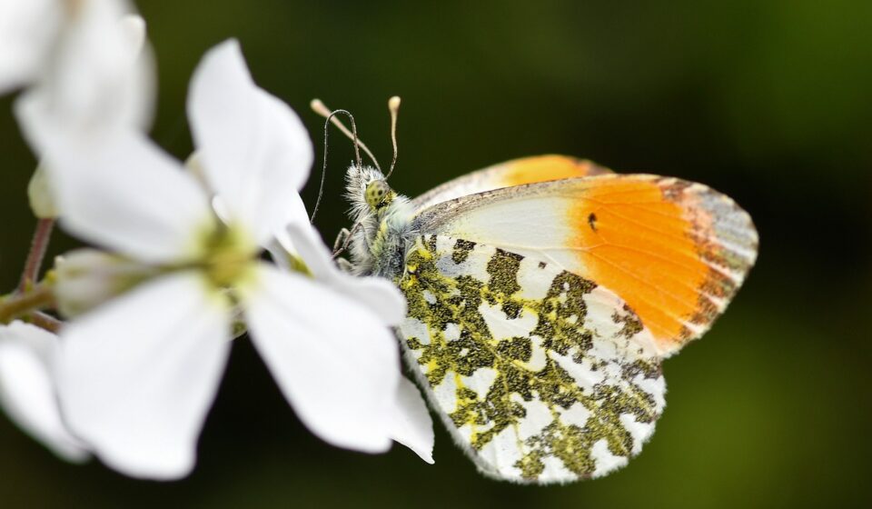 butterfly, orange, white, flower, nature, macro, wings, details, insect, green, wing details, beautiful flowers, closeup, colorful, blooming, flower wallpaper, natural beauty, color contrast, spring, insect on flower, flower background, orange tip, biology