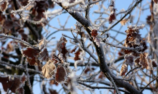 tree, oak, winter, january, frost, leaves, nature, january, january, january, january, january