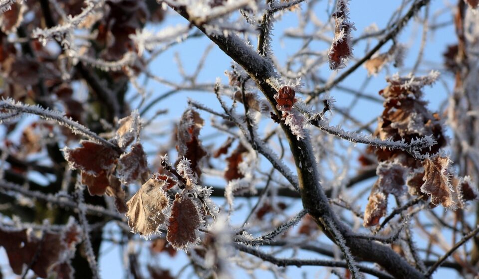 tree, oak, winter, january, frost, leaves, nature, january, january, january, january, january