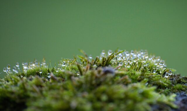 moss, forest, forest floor, wet, dew, dewdrop, spores, lichen, nature, fall, moss, moss, moss, moss, moss, forest, forest, forest, forest floor, lichen, nature, fall