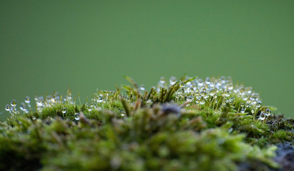moss, forest, forest floor, wet, dew, dewdrop, spores, lichen, nature, fall, moss, moss, moss, moss, moss, forest, forest, forest, forest floor, lichen, nature, fall