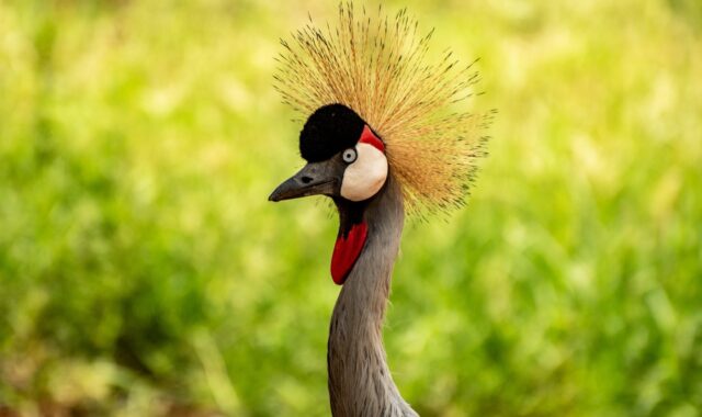 bird, crested crane, nature, crane, uganda, wildlife