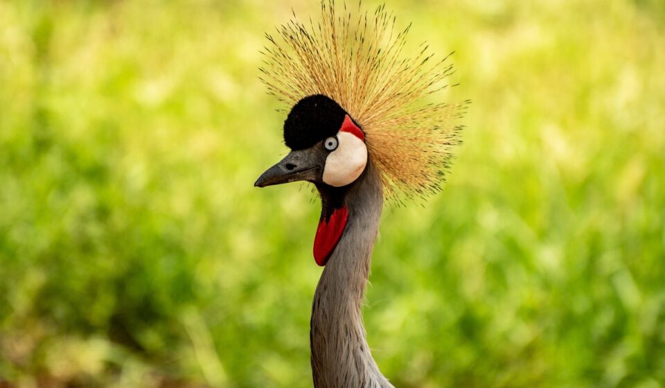 bird, crested crane, nature, crane, uganda, wildlife