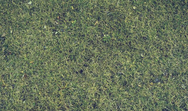 grass, lawn, yard, texture, nature, green, environment, turf, landscape, landscaping, lawn care, summer, field, green texture, green care, lawn care, lawn care, lawn care, lawn care, lawn care
