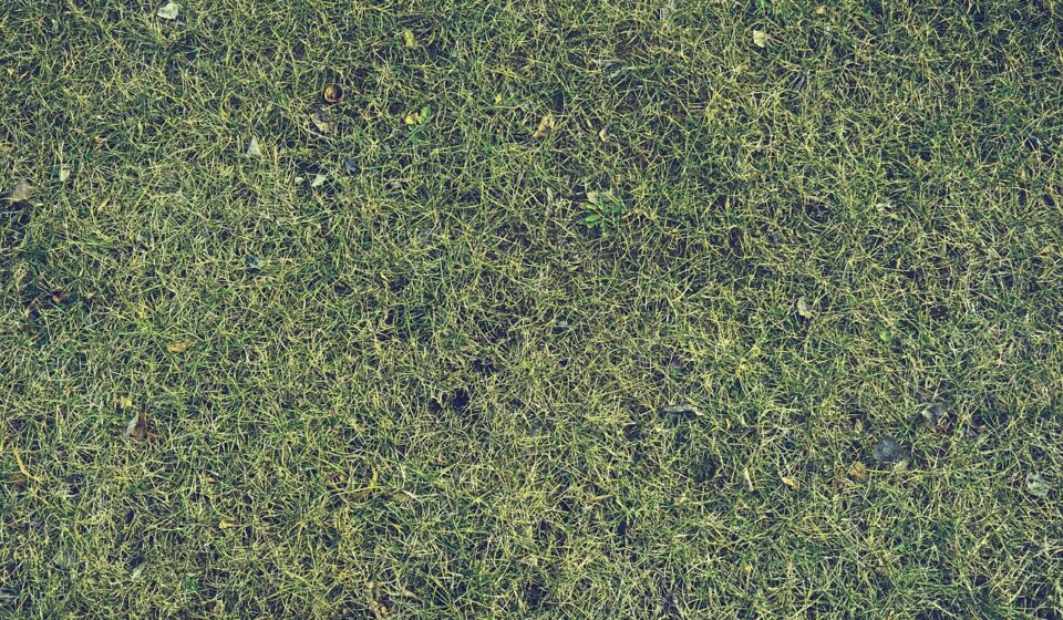 grass, lawn, yard, texture, nature, green, environment, turf, landscape, landscaping, lawn care, summer, field, green texture, green care, lawn care, lawn care, lawn care, lawn care, lawn care