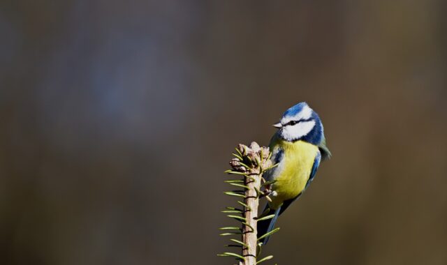 blue tit, bird, nature, branch, feather, winter, ornithology, wild, tit, bokeh effect, relaxation, detailed, spring, twitch, countryside, calm