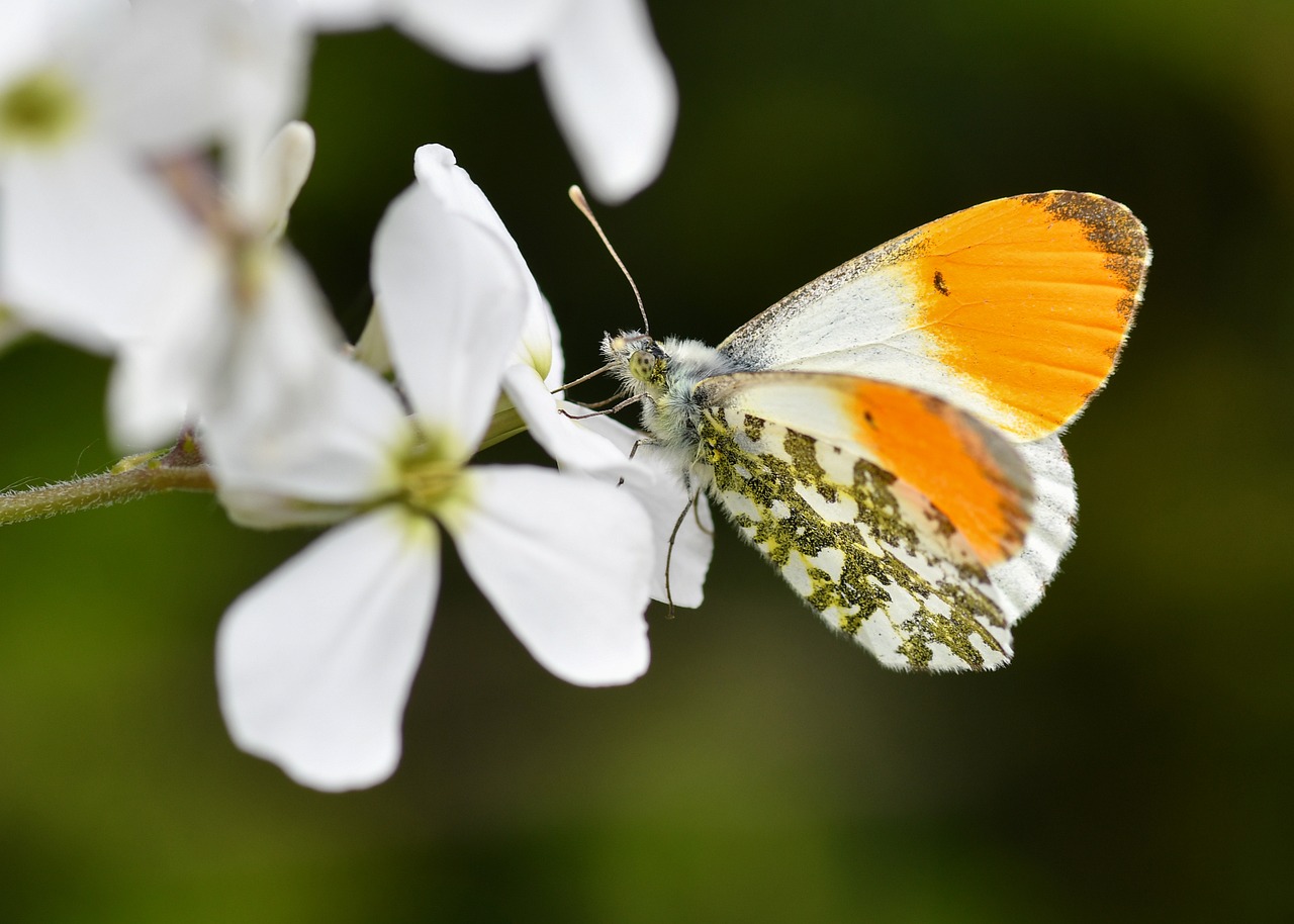 butterfly, orange wing tip, macro photography, black spots, summer day