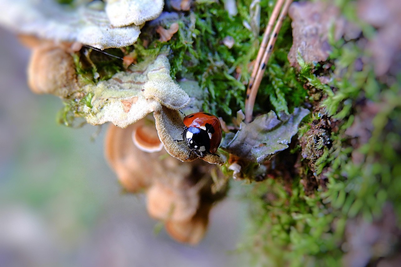 ladybug, winter, january, the beetle, insect, ladybug, january, january, january, january, january