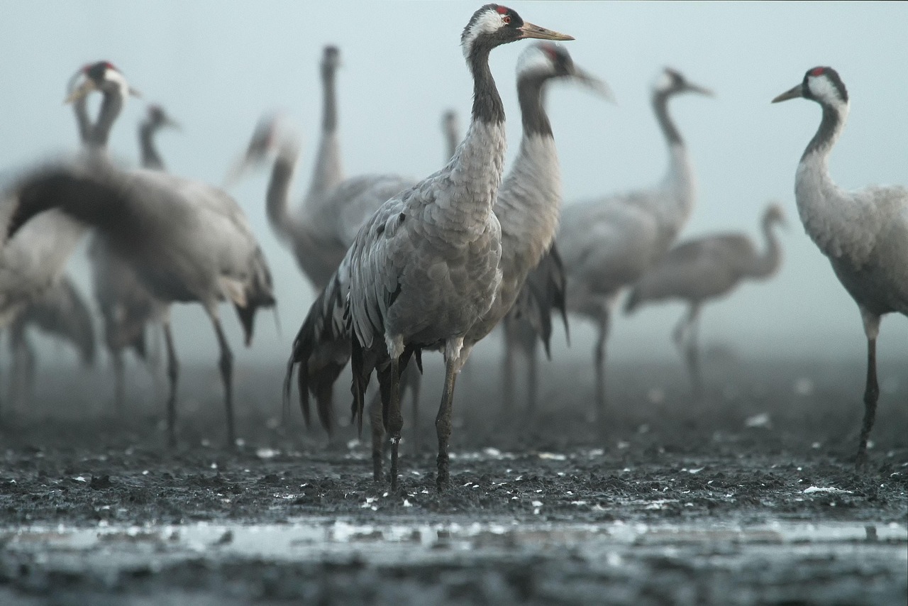 crane, bird, birds, photo, harrysly, marsh, morning, cranes, nature, crane, crane, crane, crane, crane, photo, cranes