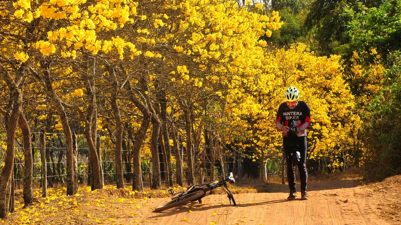 yellow ipe, road, cyclist, bicycle, dirt road, ipe, trees, flowers, bloom, beautiful flowers, flower background, blossom, countryside, path, flower wallpaper, trail, nature, outdoors