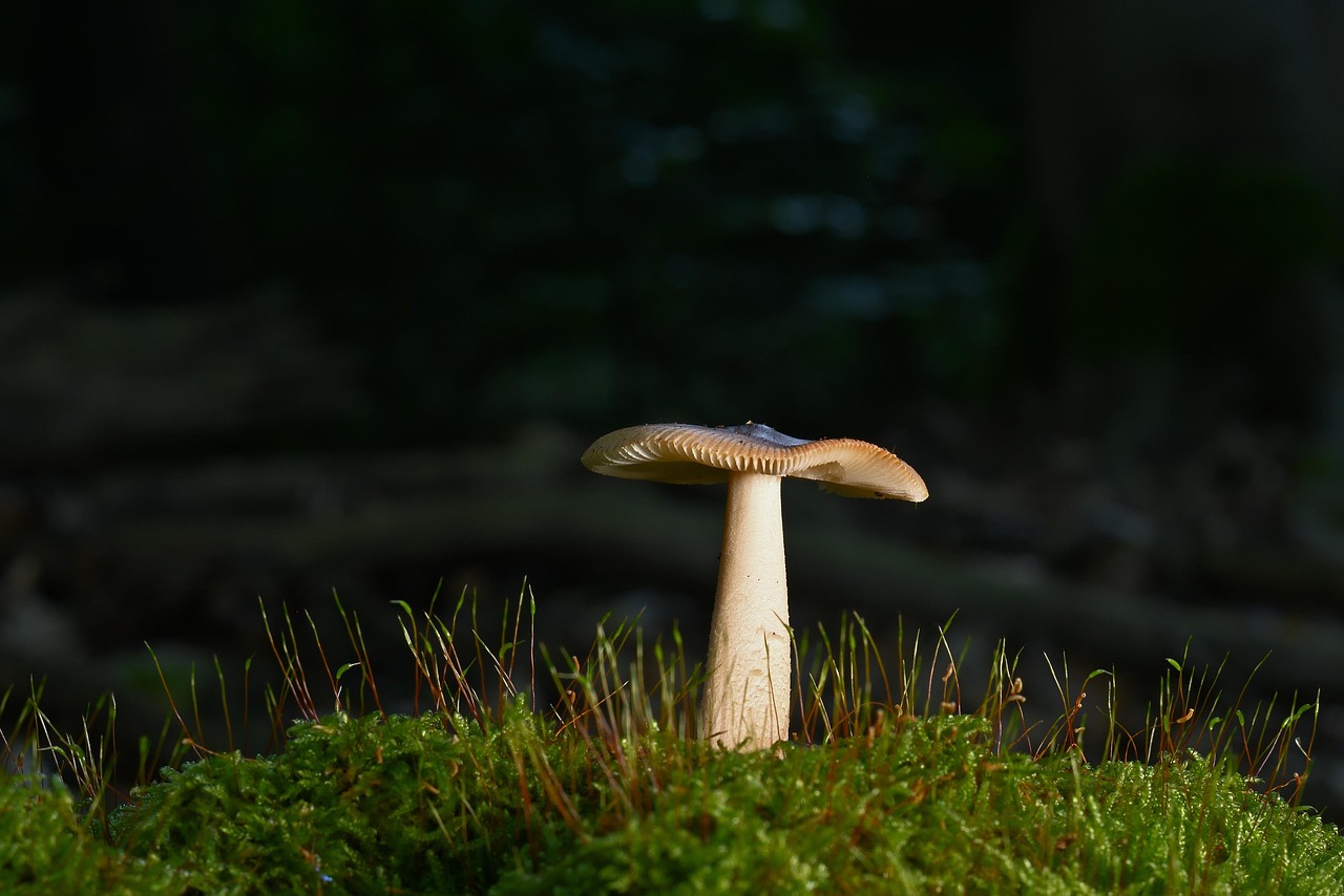 disc fungus, forest mushroom, mushroom, moss, forest, forest floor, fall, nature, close up, mushroom, mushroom, mushroom, mushroom, mushroom, forest, forest, forest, forest, forest