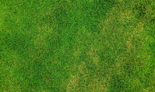 grass, lawn, desktop backgrounds, wallpaper hd, field, windows wallpaper, full hd wallpaper, cool backgrounds, nature wallpaper, beautiful wallpaper, 4k wallpaper 1920x1080, meadow, hd wallpaper, grassy, background, 4k wallpaper, green, beautiful nature, free background, laptop wallpaper, outdoors, nature, nature background, free wallpaper, wallpaper, mac wallpaper, green background, wallpaper 4k, green grass, green field