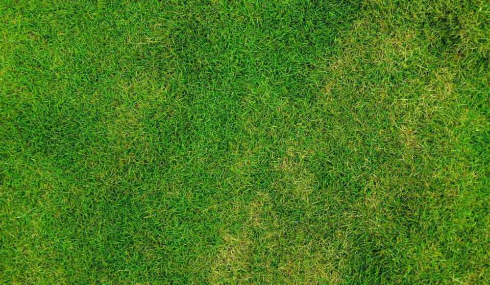 grass, lawn, desktop backgrounds, wallpaper hd, field, windows wallpaper, full hd wallpaper, cool backgrounds, nature wallpaper, beautiful wallpaper, 4k wallpaper 1920x1080, meadow, hd wallpaper, grassy, background, 4k wallpaper, green, beautiful nature, free background, laptop wallpaper, outdoors, nature, nature background, free wallpaper, wallpaper, mac wallpaper, green background, wallpaper 4k, green grass, green field