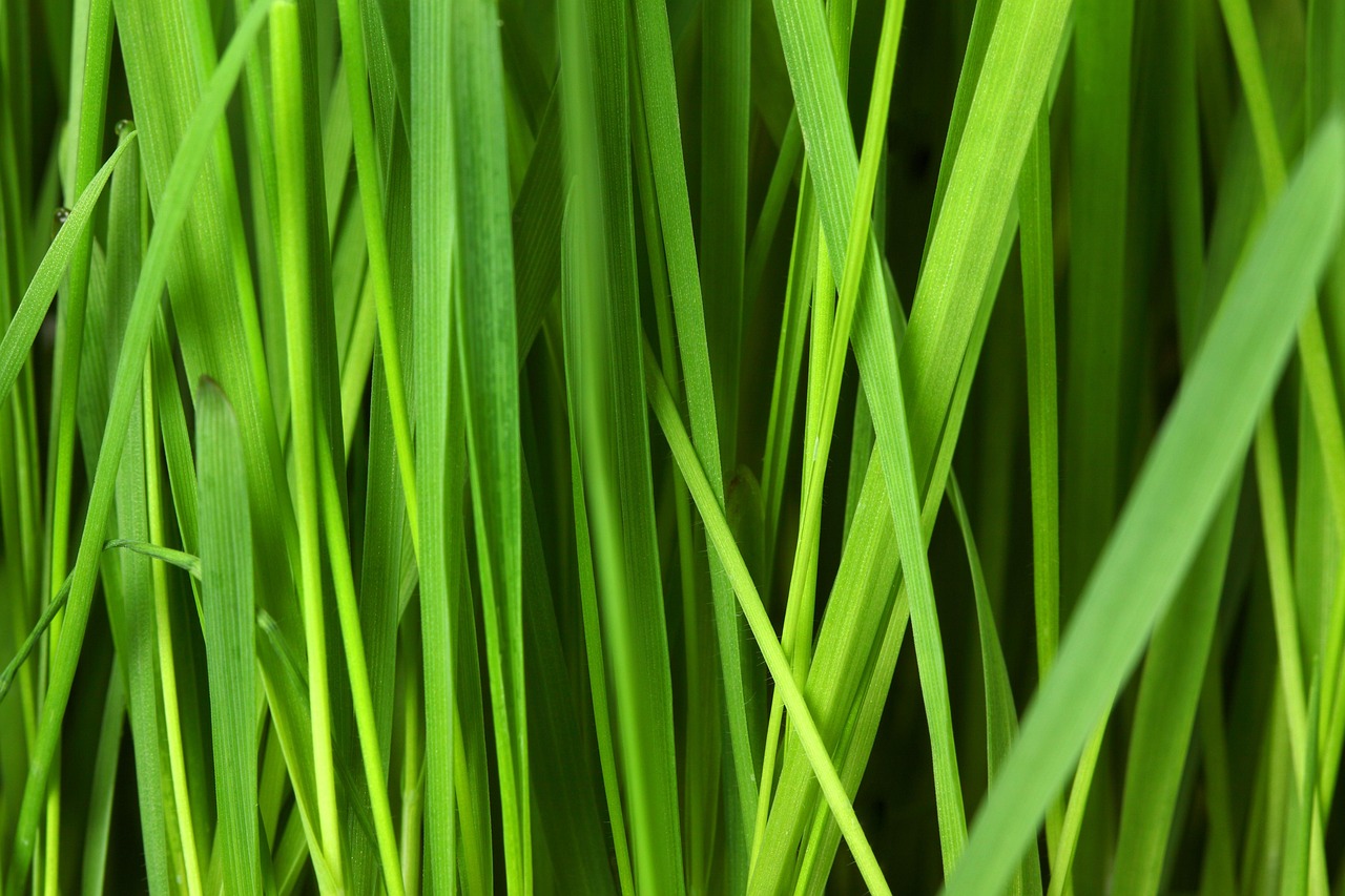 meadow, desktop backgrounds, grass, plant, wallpaper hd, cool backgrounds, 4k wallpaper 1920x1080, greenery, 4k wallpaper, free background, free wallpaper, laptop wallpaper, foliage, windows wallpaper, mac wallpaper, full hd wallpaper, wallpaper 4k, beautiful wallpaper, flora, floral background, hd wallpaper, nature, background