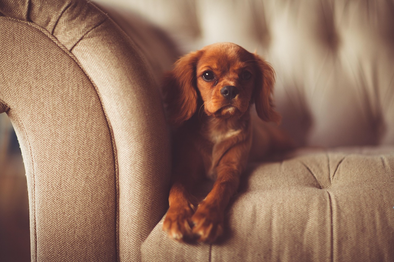dog, couch, brown dog, pet, canine, adorable, animal, cute, domestic animal, fur, furniture, indoors, laying down, mammal, puppy, purebred, resting, seat, nature, sofa, young, portrait, dog portrait