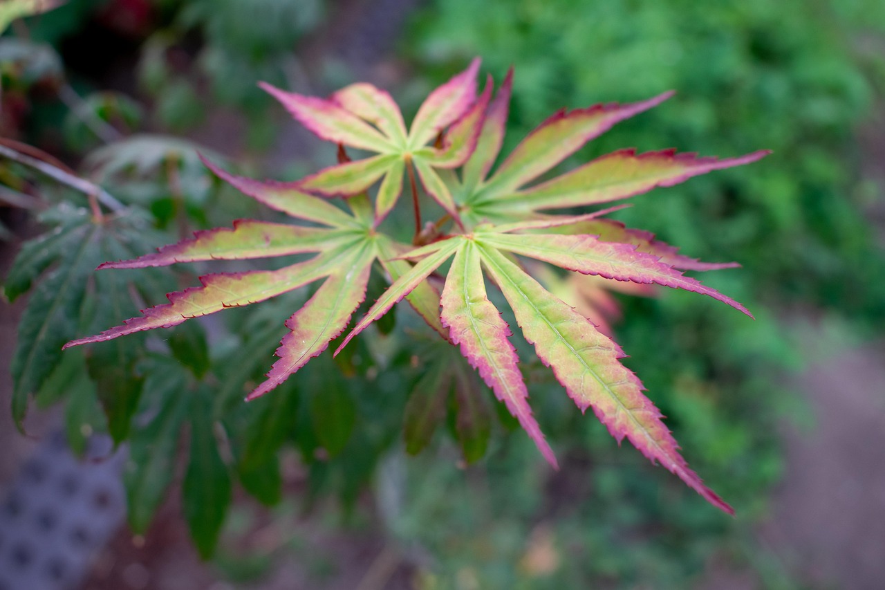 leaves, nature, fall, multicoloured, tip sheets