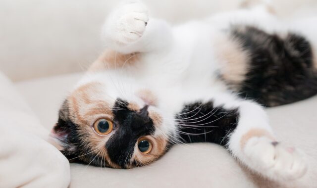 cat, feline, animal, nature, pet, playful, playful cat, kitty, domestic, domestic cat, portrait, cat portrait, animal world