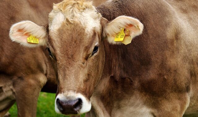 cow, ruminant, dairy cattle, pasture, cattle, livestock, farm animal, brown cow, cow head, allgäu, animal, meadow, farm, grass, nature, beef, agriculture, cow, cow, cow, cow, cow