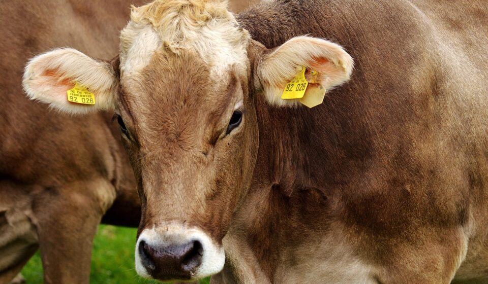 cow, ruminant, dairy cattle, pasture, cattle, livestock, farm animal, brown cow, cow head, allgäu, animal, meadow, farm, grass, nature, beef, agriculture, cow, cow, cow, cow, cow
