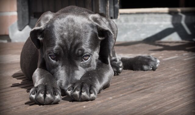 dog, puppy, pet, black dog, animal, pup, nature, young dog, domestic dog, canine, mammal, cute, adorable, portrait, dog portrait