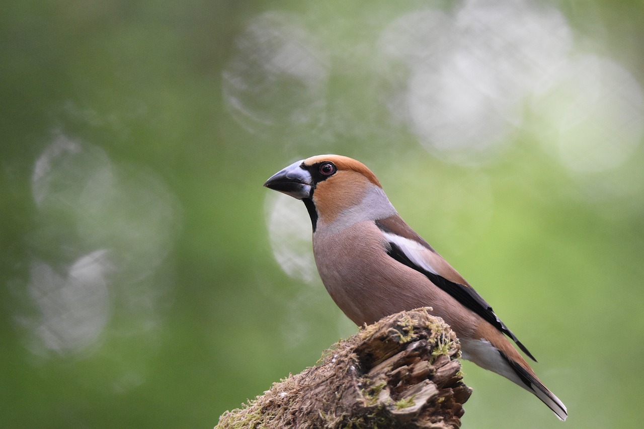 bird, core breaker grosbec, beak, wings, male, colorful, nature