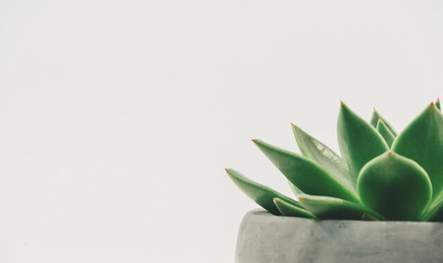 plant, succulent, potted, white space, white background, minimal, copy space, leaf, green, nature, natural, decor, simple, plant, plant, white background, white background, white background, white background, white background, leaf, green, green, simple