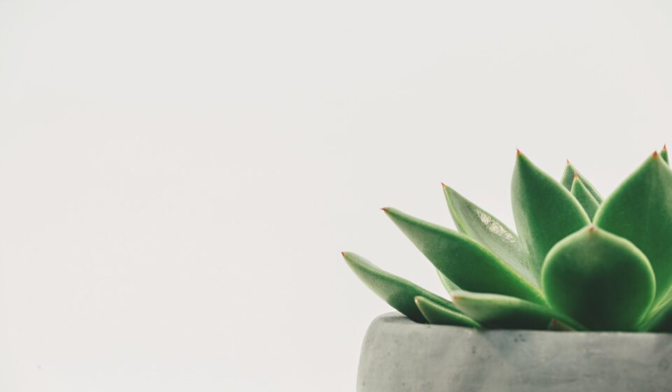 plant, succulent, potted, white space, white background, minimal, copy space, leaf, green, nature, natural, decor, simple, plant, plant, white background, white background, white background, white background, white background, leaf, green, green, simple