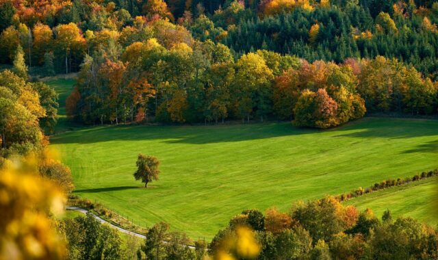 field, trees, fall, autumn, mood, autumn color, fall color, meadow, hill, mountain, landscape, forest, nature, fall, fall, autumn, autumn, autumn, hill, mountain, mountain, forest, forest, forest, forest, forest