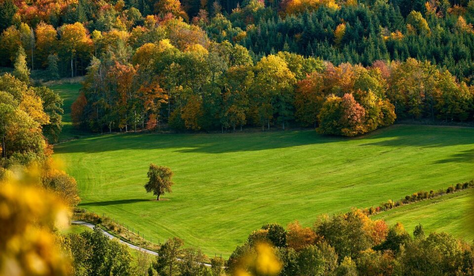 field, trees, fall, autumn, mood, autumn color, fall color, meadow, hill, mountain, landscape, forest, nature, fall, fall, autumn, autumn, autumn, hill, mountain, mountain, forest, forest, forest, forest, forest