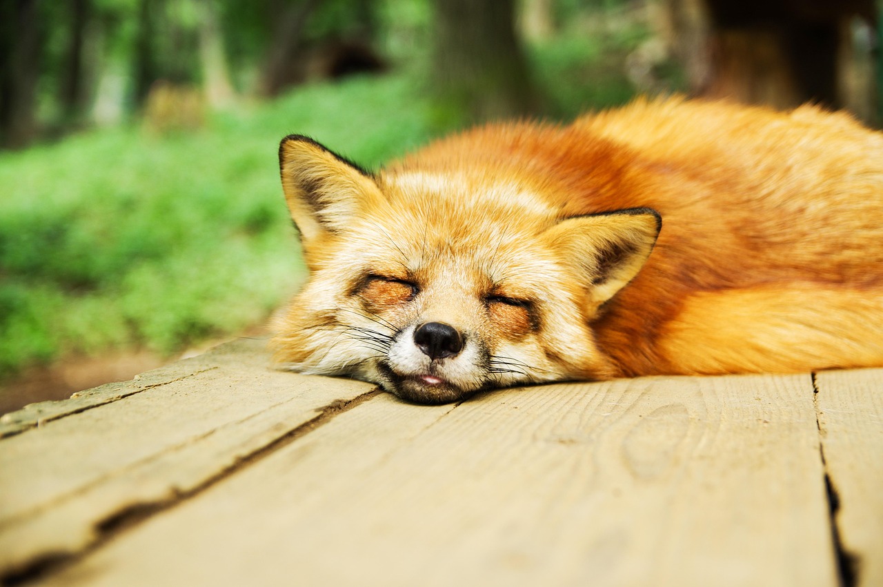 animal, fox, cute, sleeping, nature, sleep, resting, relaxed, canine, furry, fur, asleep, animal world, wildlife, wildlife photography, portrait, animal portrait