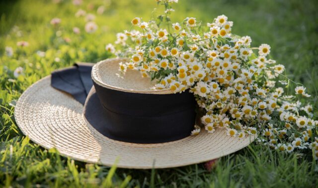 hat, beautiful flowers, flower wallpaper, chamomile, summer, flower background, flowers, bloom, nature, plant, fashion, woman, girl, grass, lawn
