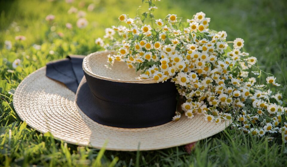 hat, beautiful flowers, flower wallpaper, chamomile, summer, flower background, flowers, bloom, nature, plant, fashion, woman, girl, grass, lawn