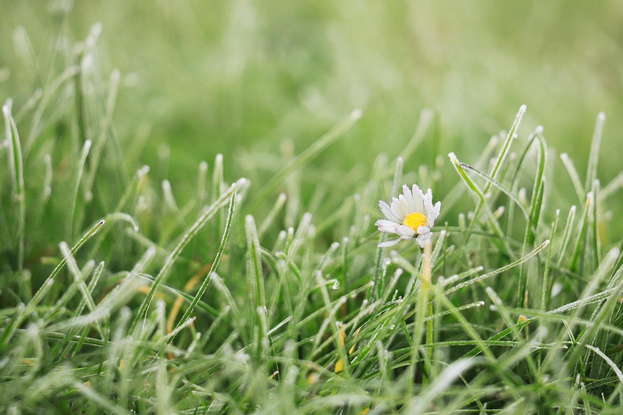 flower, daisy, flower wallpaper, botany, flower background, nature, beautiful flowers, bloom, blossom, grass, lawn, green, frost, plant, flora